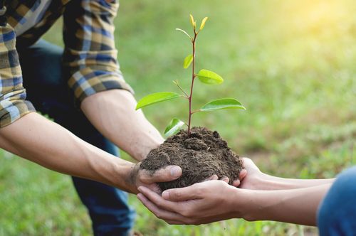 Couple Planting a Tree