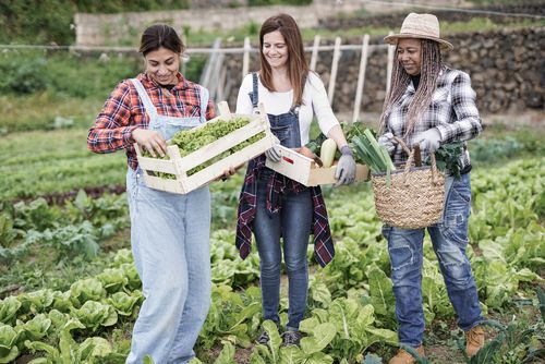 Three Women in a Community Garden