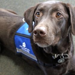 A Mini-Bibliography of Service Dogs