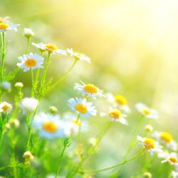 Pushing Fewer Daisies: Burial Alternatives That Match Your Spiritual Values